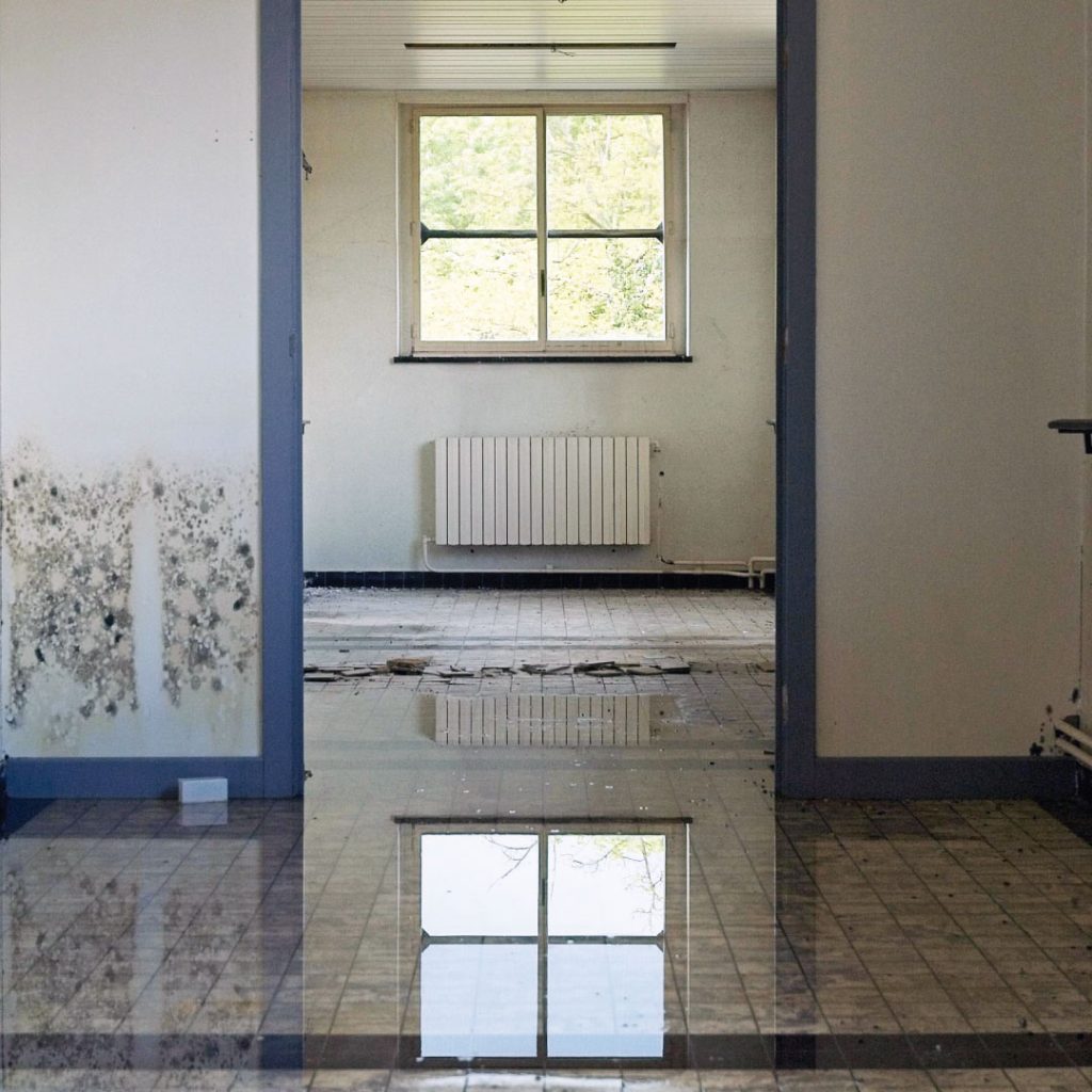 Schimmelentferner: Warum Sprays & Co. nicht reichen